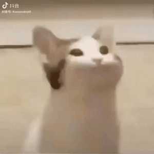 求最近比较火的pop猫的动态表情包? - 知乎