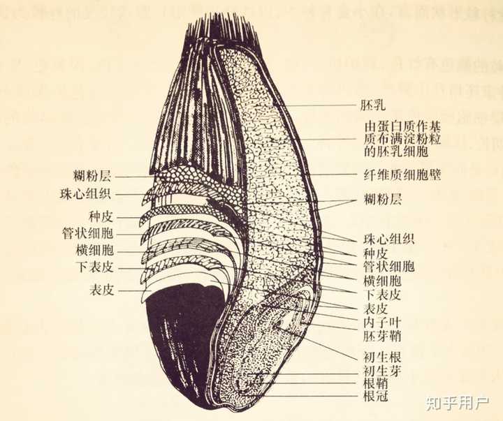 野燕麦小穗结构图图片
