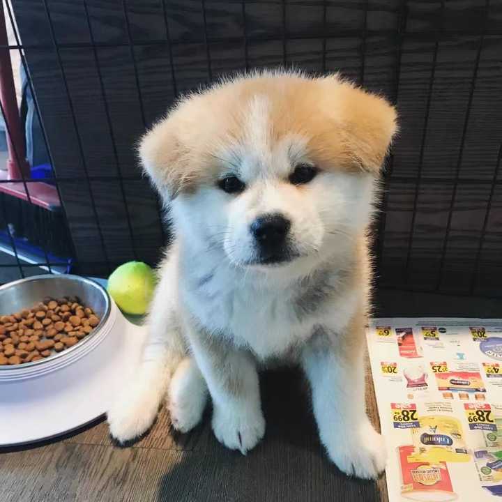 秋田犬适合家养么 知乎 秋田犬适合家养么 知乎