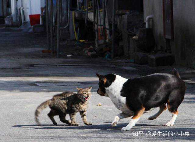 貓狗打架,為什麼貓總是相對有優勢?