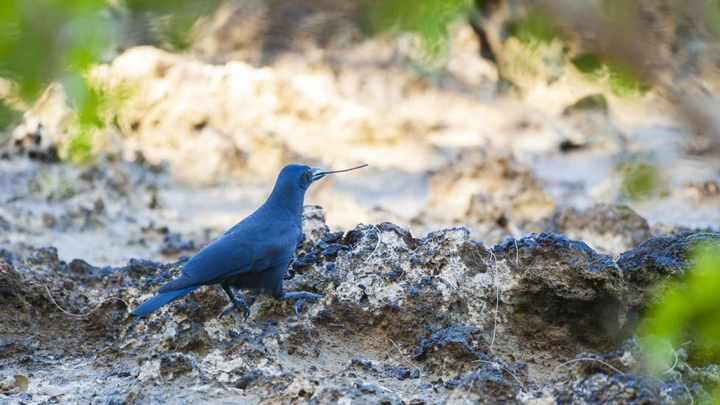 新喀里多尼亚乌鸦(corvus moneduloides)在觅食时使用工具