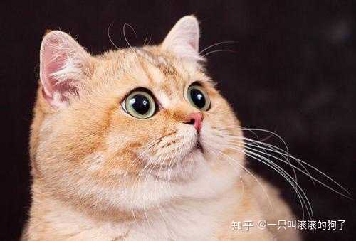 猫打架伤到眼睛了,要怎么处理? - 知乎