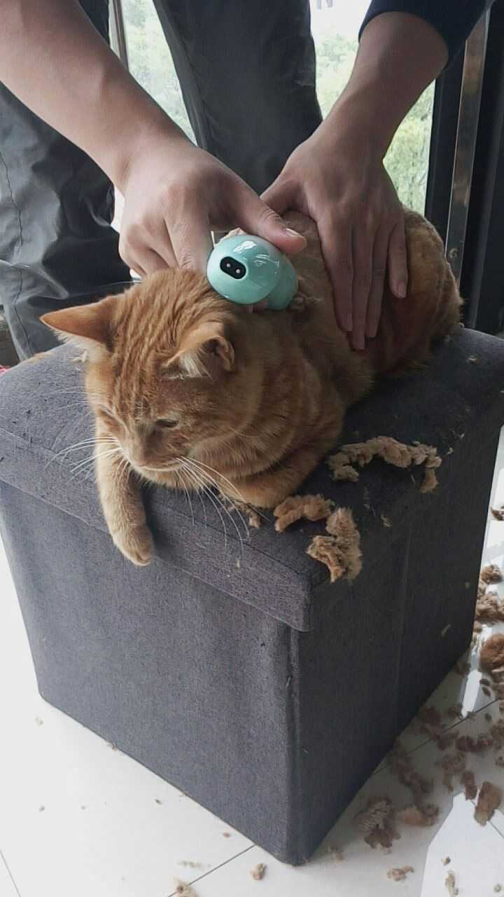 给猫剃毛是好还是不好 知乎