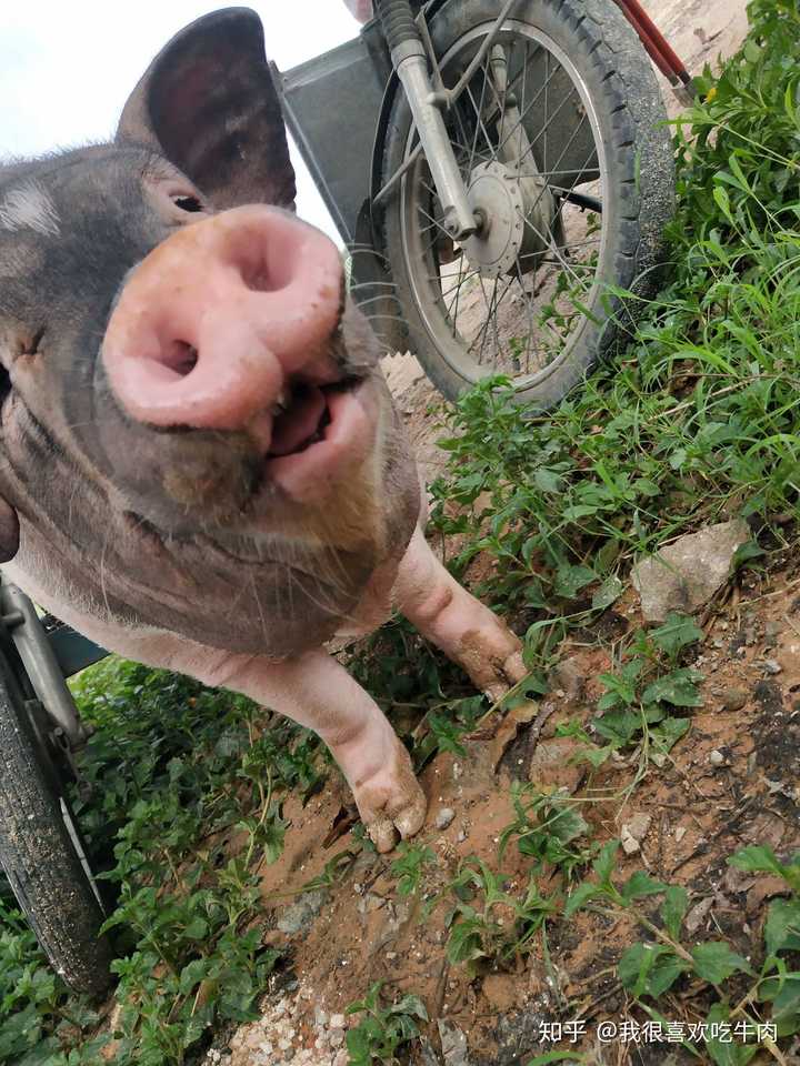 养一只小香猪是怎样的体验 知乎