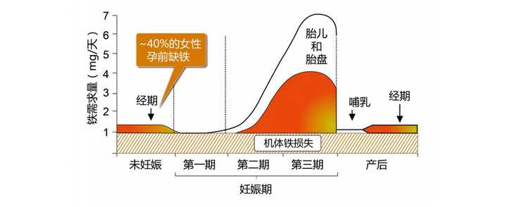 孕妇贫血吃什么可以补血呢 知乎