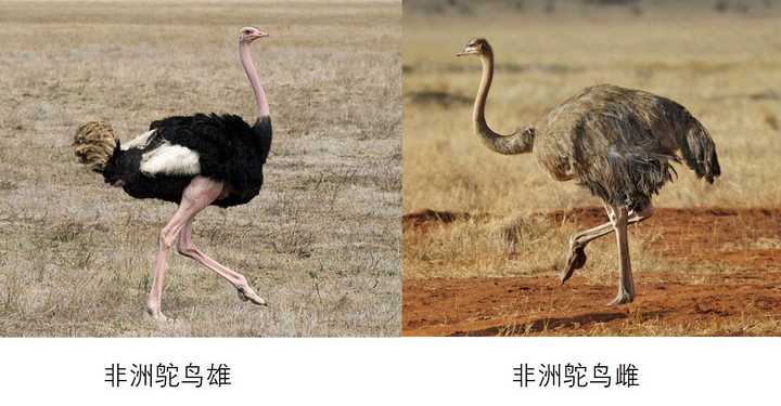 鸸鹋emu与鸵鸟ostrich是同一种生物吗