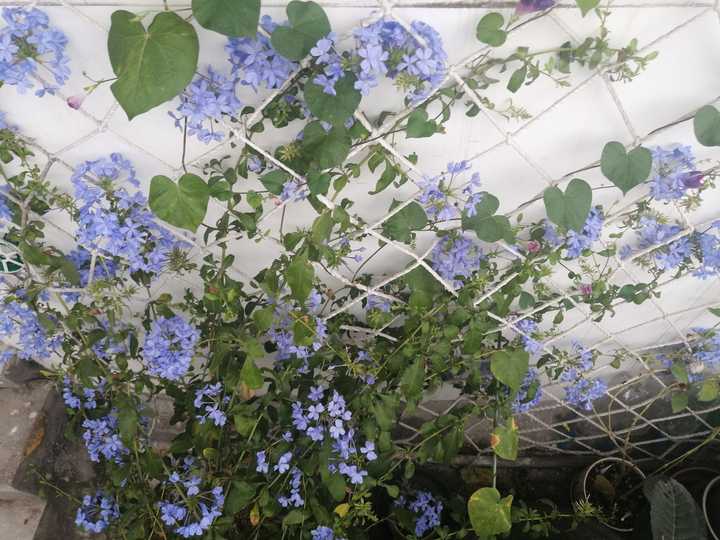 为什么真正喜欢养植物的男生比女生多 知乎