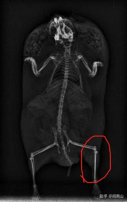 仓鼠后腿骨折内固定,会相对硬核一些(广州立德动物医院)