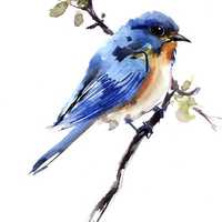 蔡海晨美术教育 的想法: 这组花鸟动物水彩太适合新手临摹了 简单