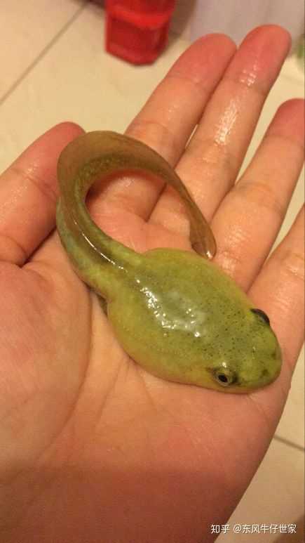 有文章说《进化论》猿到人演化步骤中,有一步跨度过大,无法合理解释!