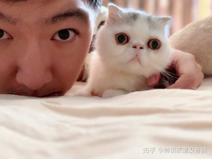 如何用正确的姿势和猫合影,以提升照片的艺术感?