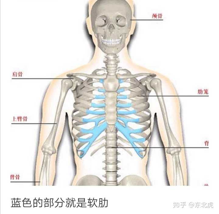 肋软骨的位置图图片