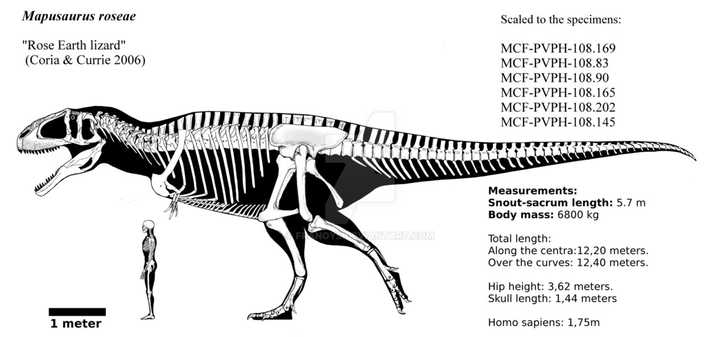 蛮龙,西雅茨龙等