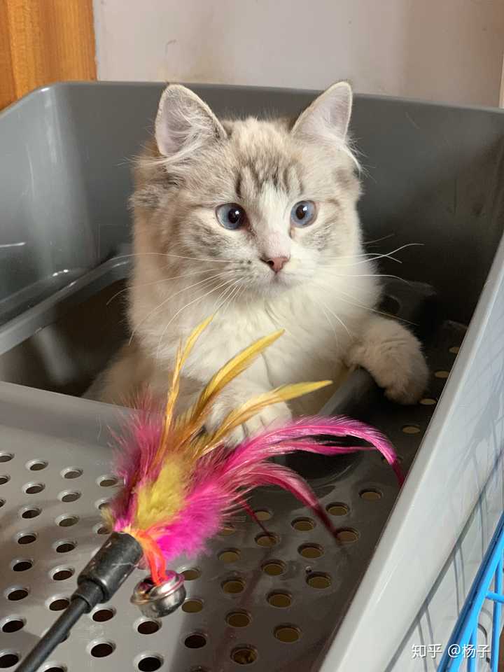 人家的布偶猫都是仙气儿十足,我家的土里土气,有没有独特的长得不一样