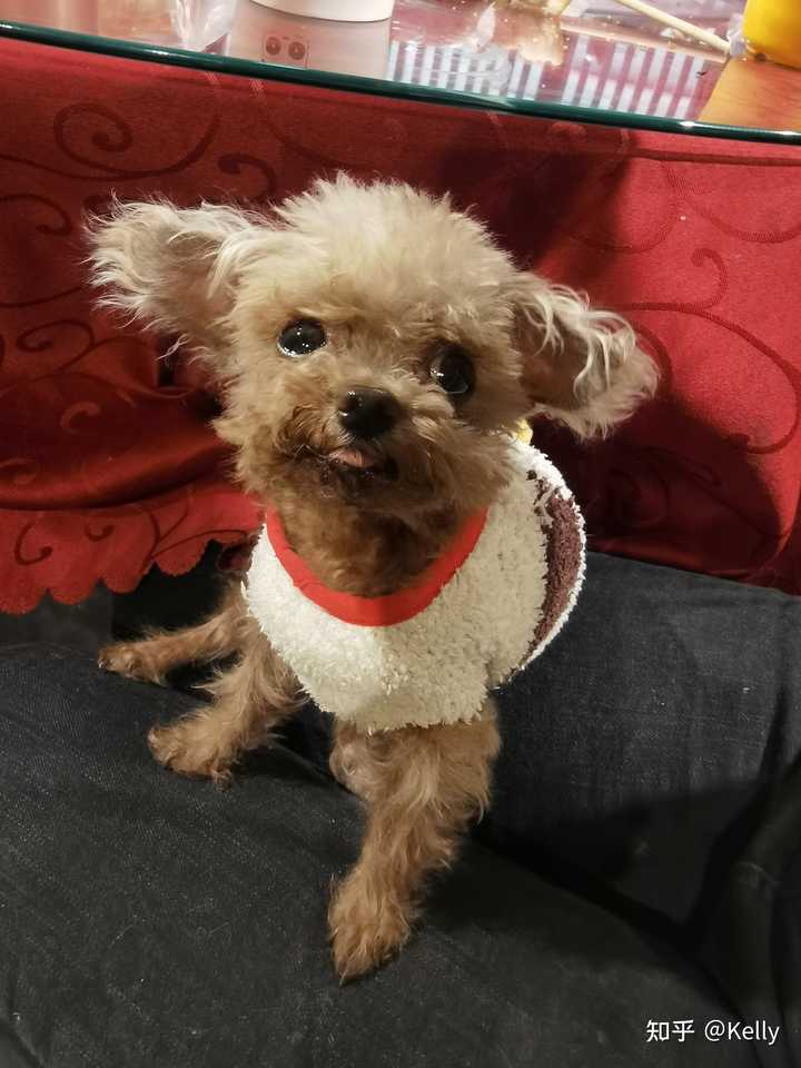 养茶杯犬是一种怎样的体验 知乎