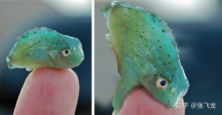 吃三文鱼真的不安全吗?