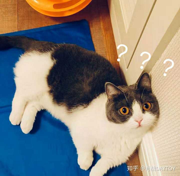 短腿猫叫坚果  我第一次见到她真的是很小小的一只 长得像个坚果 所以