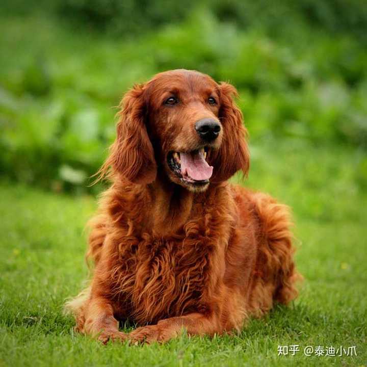 第一次养狗如何选择狗狗品种 知乎