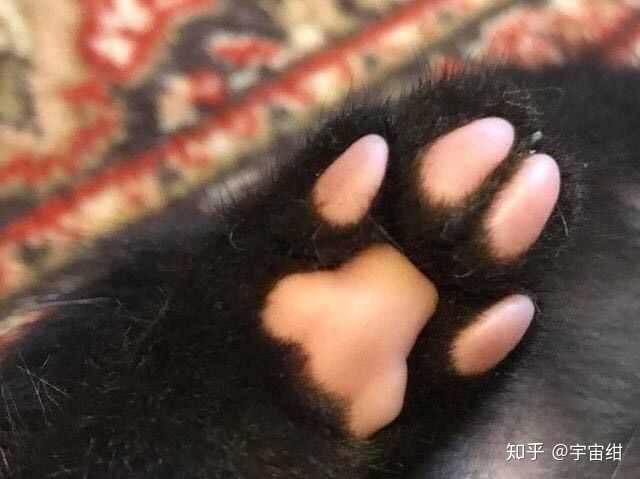 黑猫可能有粉肉垫么 知乎