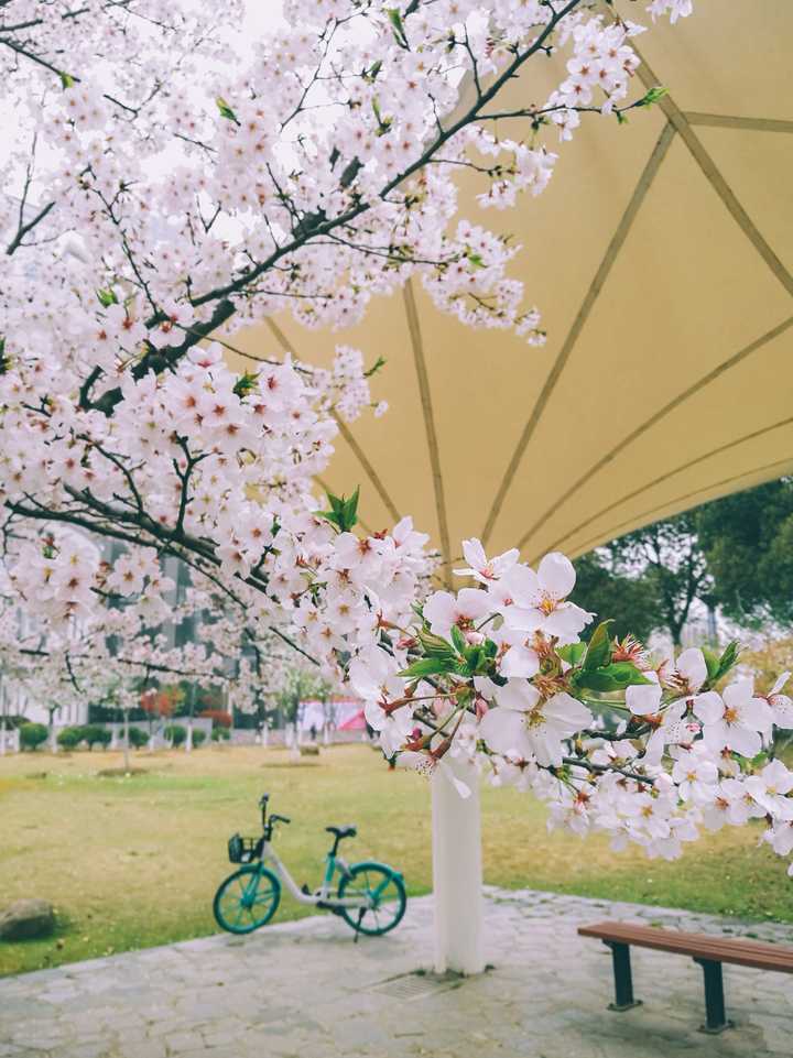 除了武汉大学还有哪所大学的樱花很漂亮