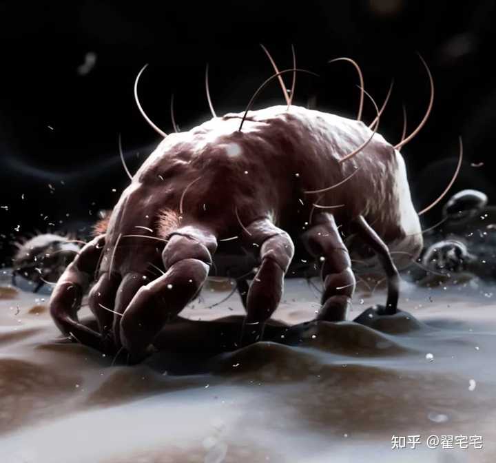 什么牌子的除螨喷雾或者除螨包好用啊 想买一些给弟弟用 安全一点比较好 知乎