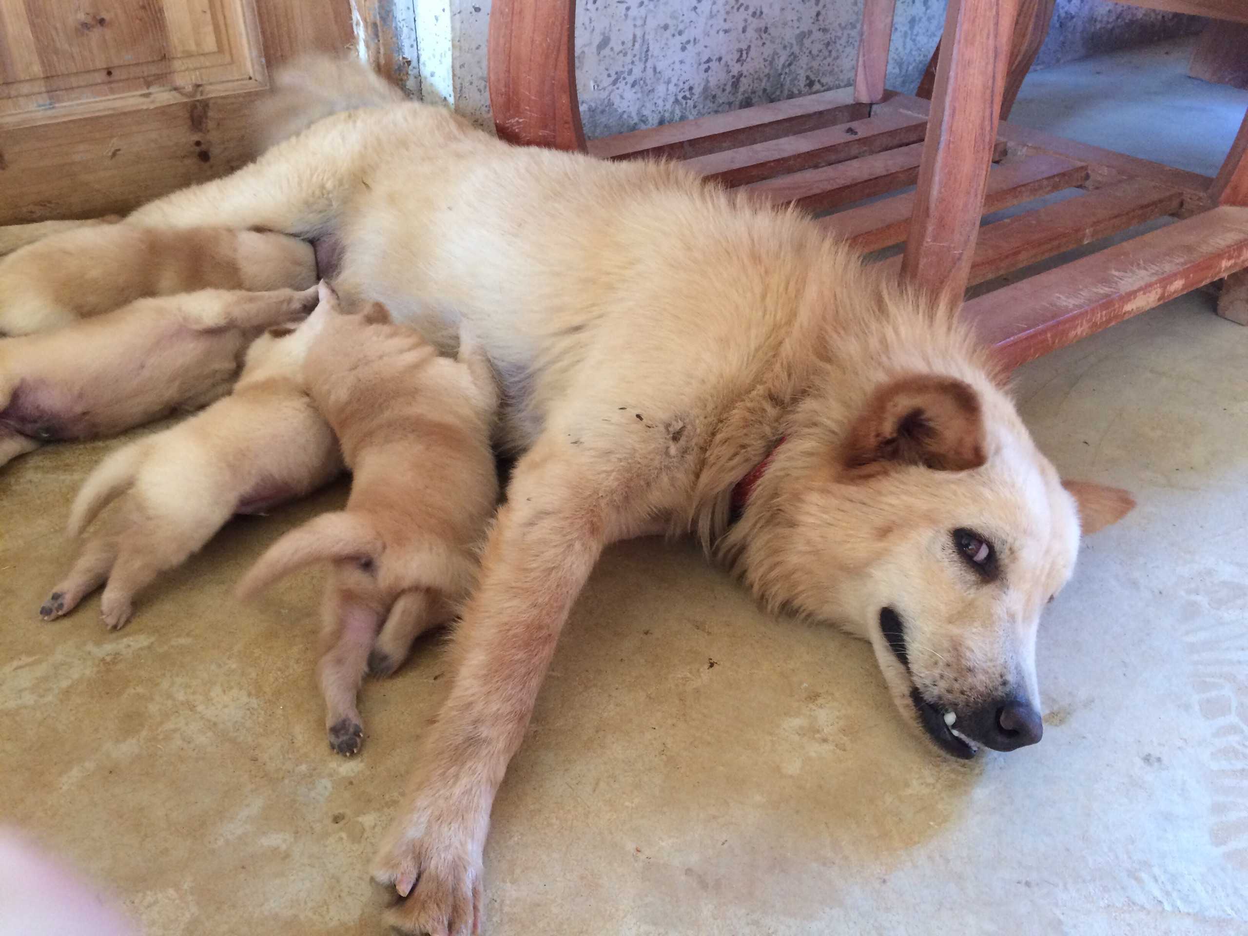 狗子生娃了,四个儿子! - 知乎