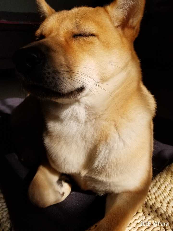 养一只广西土猎的过程与感受 知乎 养一只广西土猎的过程与感受 知乎