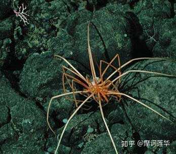 海蜘蛛,只要贯彻佛系法则,就能一直活得清新脱俗