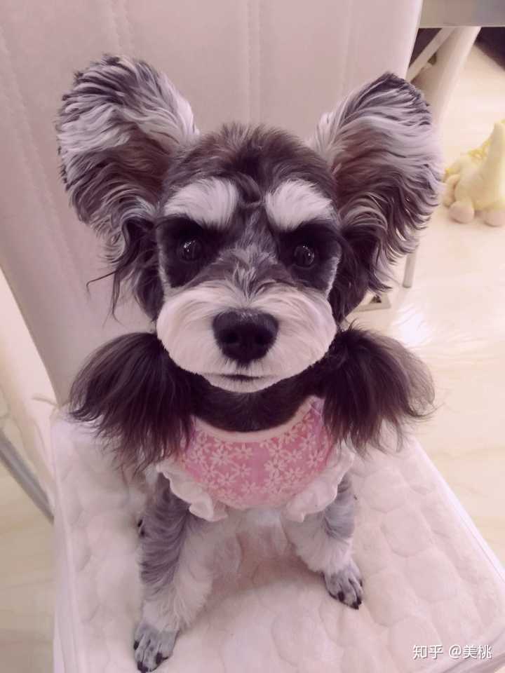 雪纳瑞的毛发怎么修剪好看?