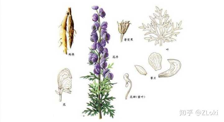 雪上一枝蒿(岩乌头)