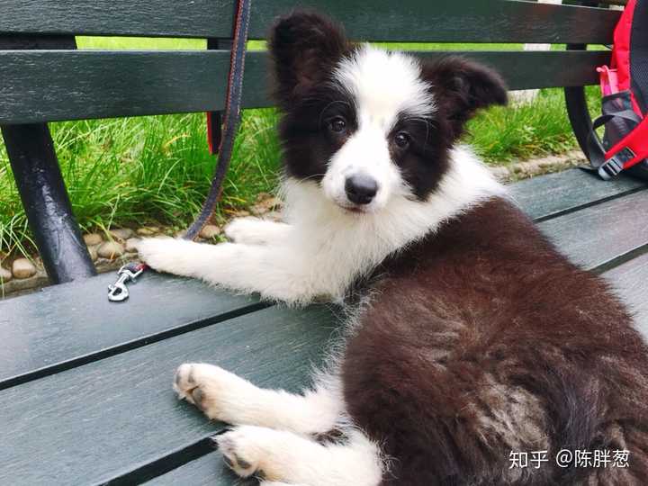 金毛边牧柯基柴犬应该养哪一个好呢 知乎