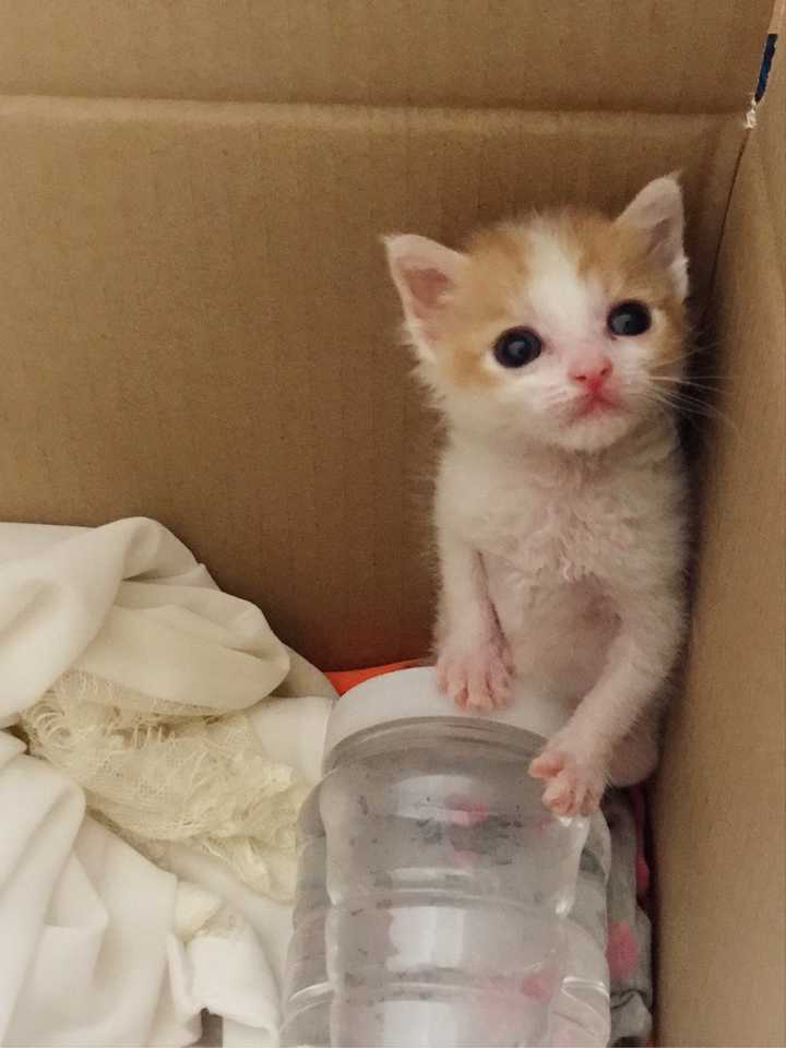 刚生一个月的小猫该怎么养?需要买些什么?