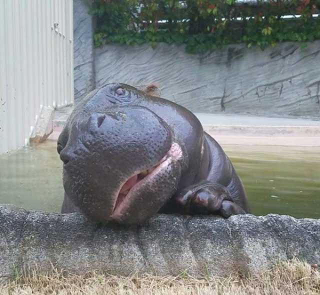 为什么小动物胖就可爱,为什么人胖就容易丑呢?