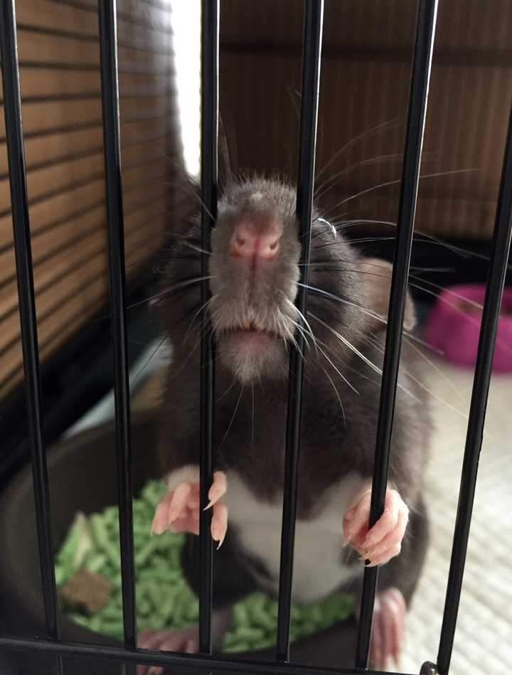 养宠物花枝鼠是一种什么样的体验?