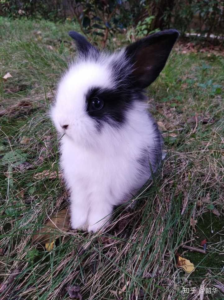 我居然找不到我兔兔小时候的照片了,这不科学.那我就把他儿的照片.
