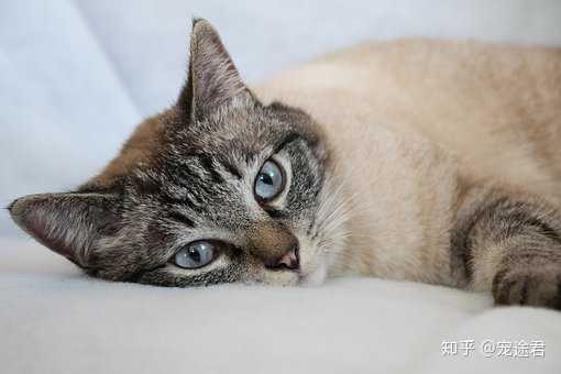 听说对着猫猫缓慢眨眼是表达爱意是真的吗 知乎