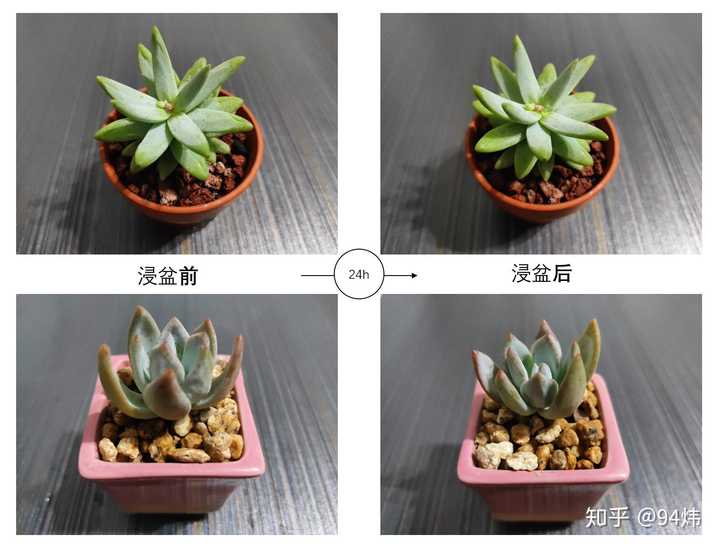 多肉几天浇一次水最合适 知乎