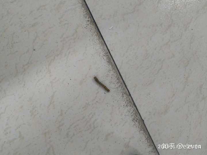 摸毛毛虫是一种怎样的体验?