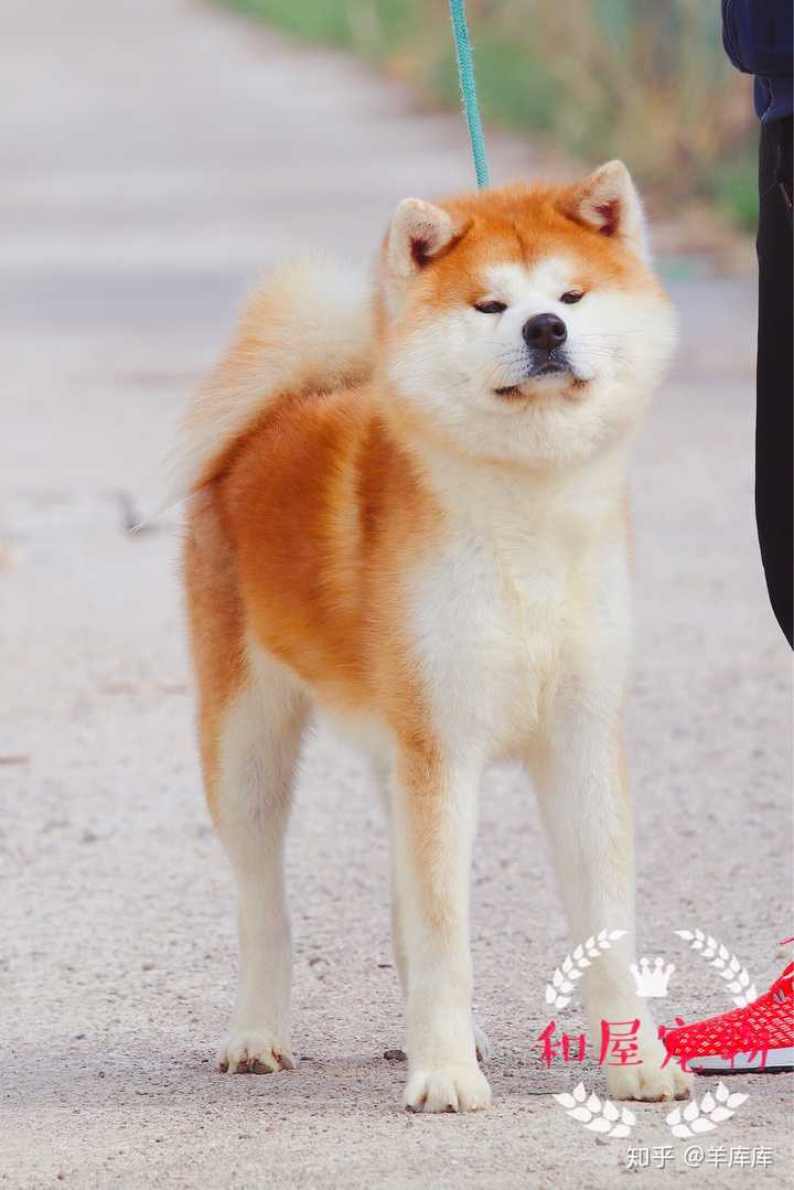 秋田犬容易跑丢吗?随行性怎么样?会不会好斗咬人呢?