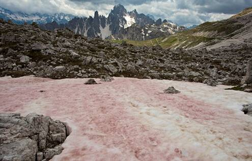 位于阿尔卑斯的西瓜雪