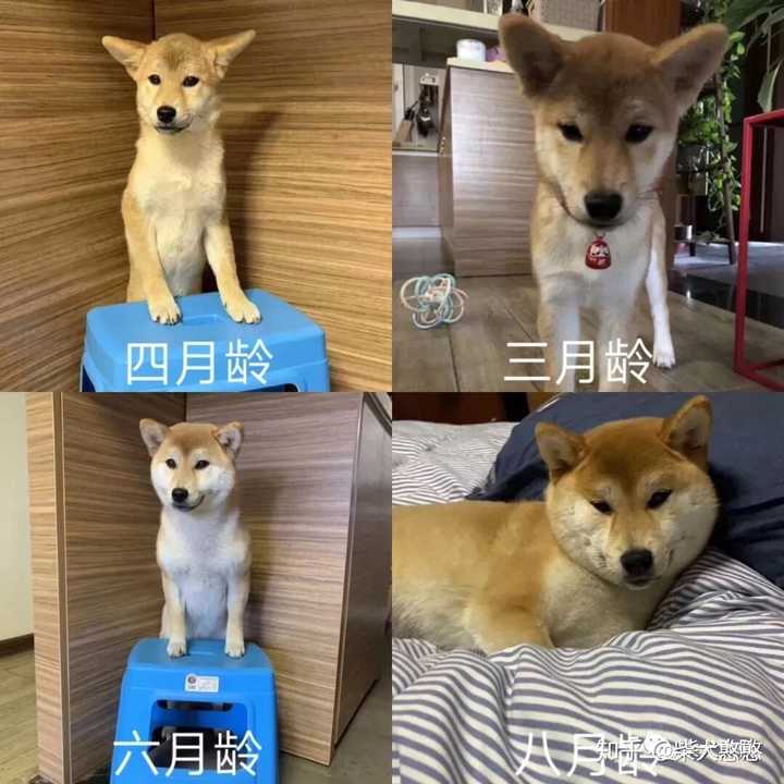 柴犬尴尬期图片对比图片