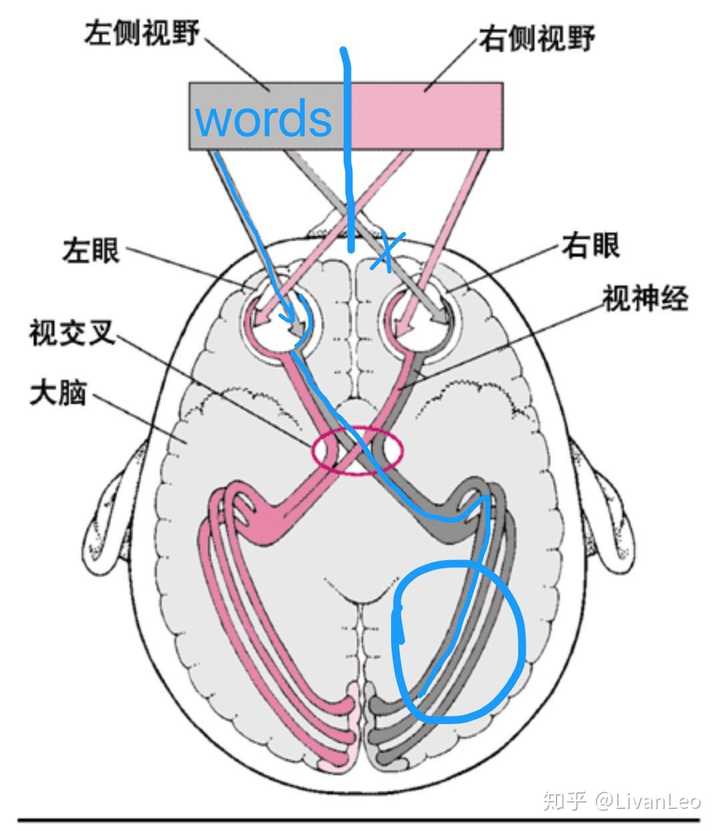 视神经有一半是交叉,一半不交叉.和裂脑人现象有冲突吗?