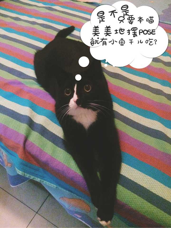 养猫需要做什么准备工作 知乎 养猫需要做什么准备工作 知乎
