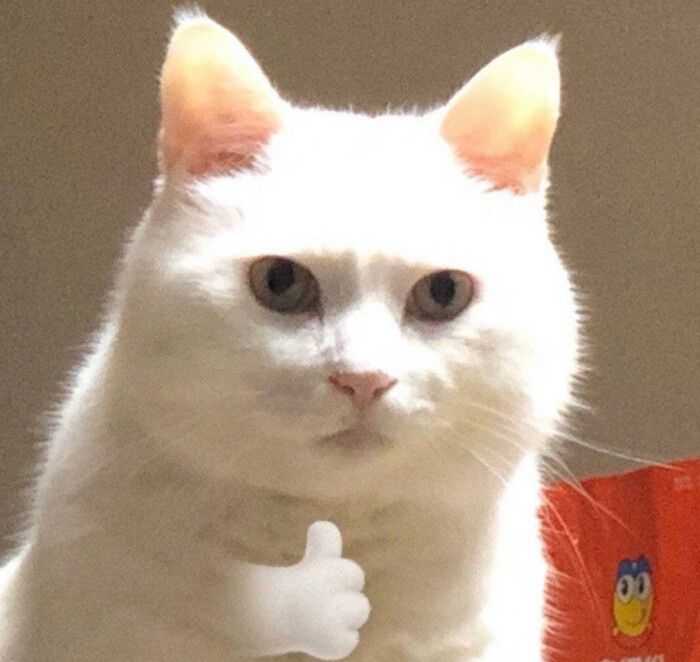 有没有那种沙雕中不失正经的头像