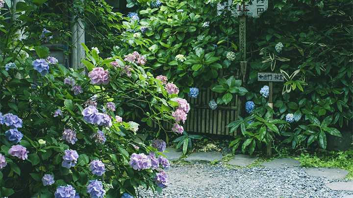 去日本哪里看绣球花最好 知乎