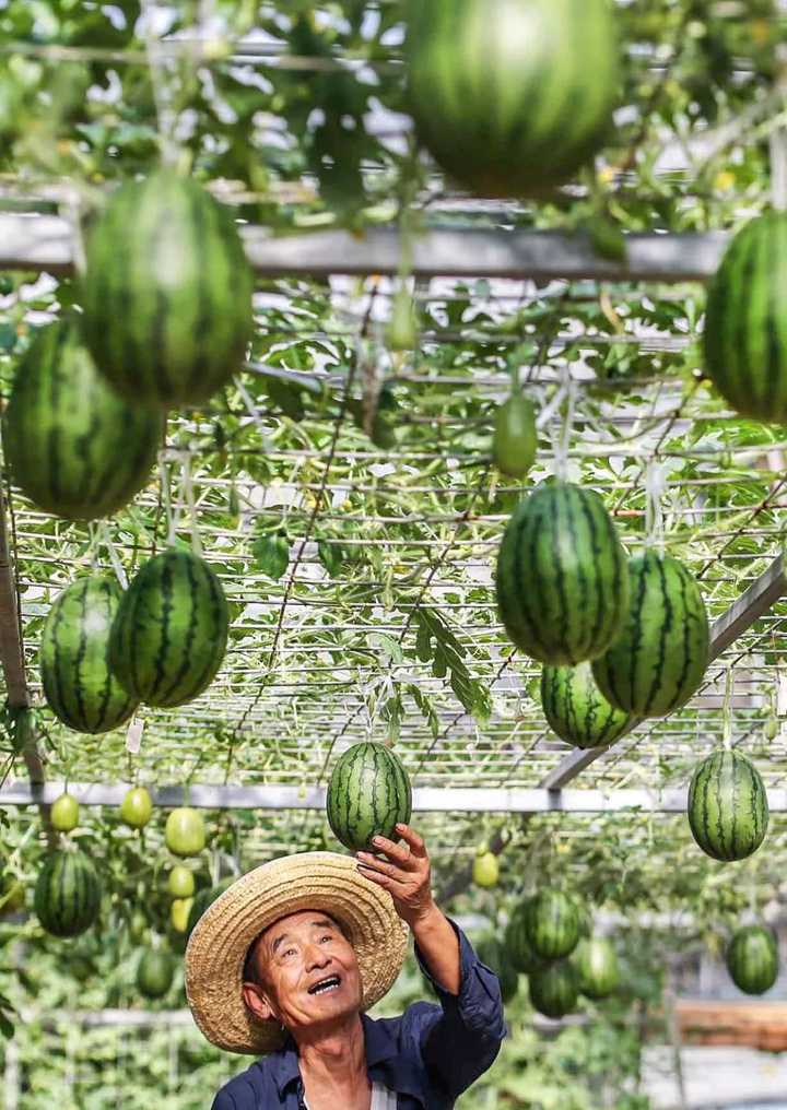 北京大兴庞各庄的吊秧西瓜,图片来源@vcg