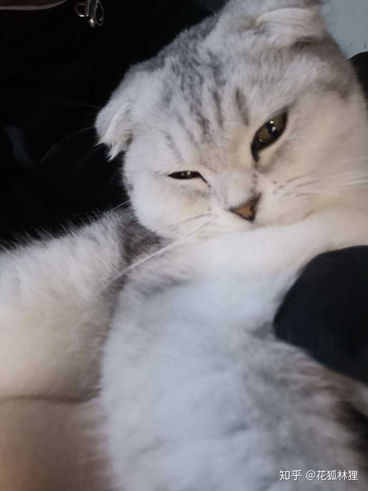如何看待女朋友抱着猫在床上自拍 发朋友圈屏蔽了我 一看见女朋友和猫亲近就会难受 该怎么办 知乎 如何看待女朋友抱着猫在床上自拍 发朋友圈屏蔽了我 一看见女朋友和猫亲近就会难受 该怎么办 知乎
