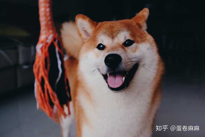 如何评价 柴犬是一种日本的土狗 知乎