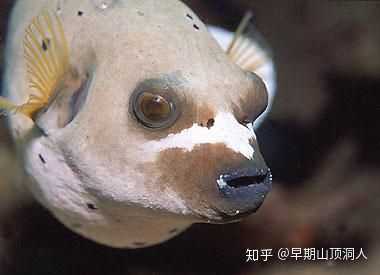 叶吻银鲛——上榜理由:这货嘴部的独特结构,让它看起来像是一直在傻笑