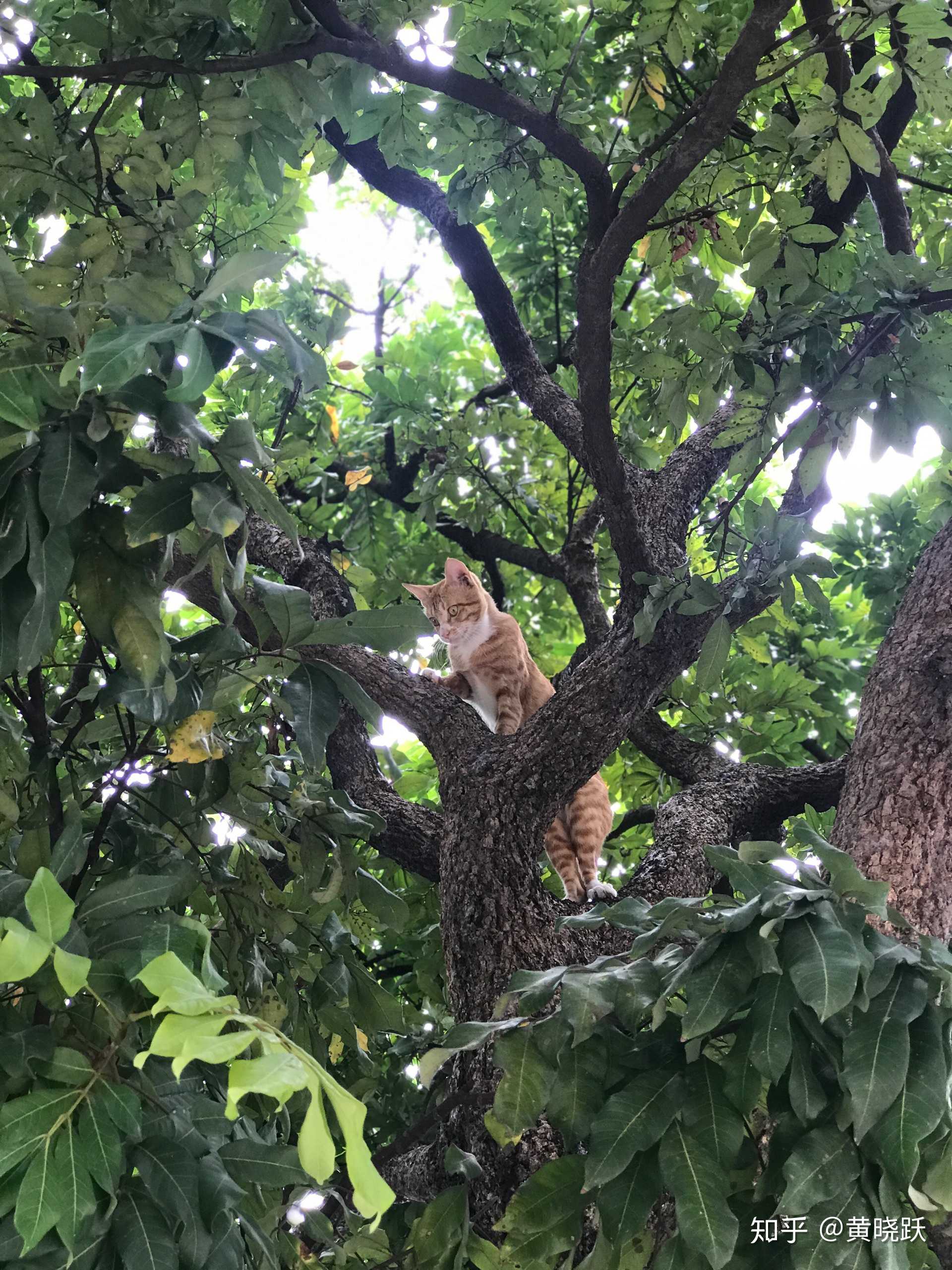iphone摄影# 家有猫咪 爬树抓鼠 ,iphon… - 知乎